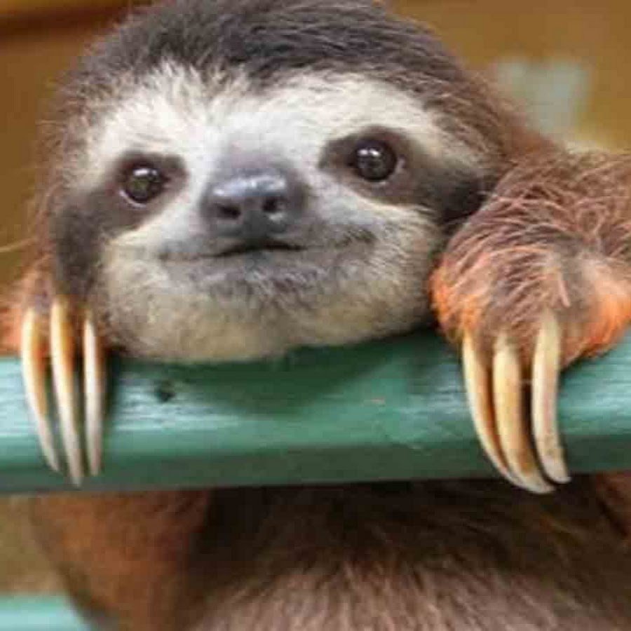 Ленивец в 0001 году