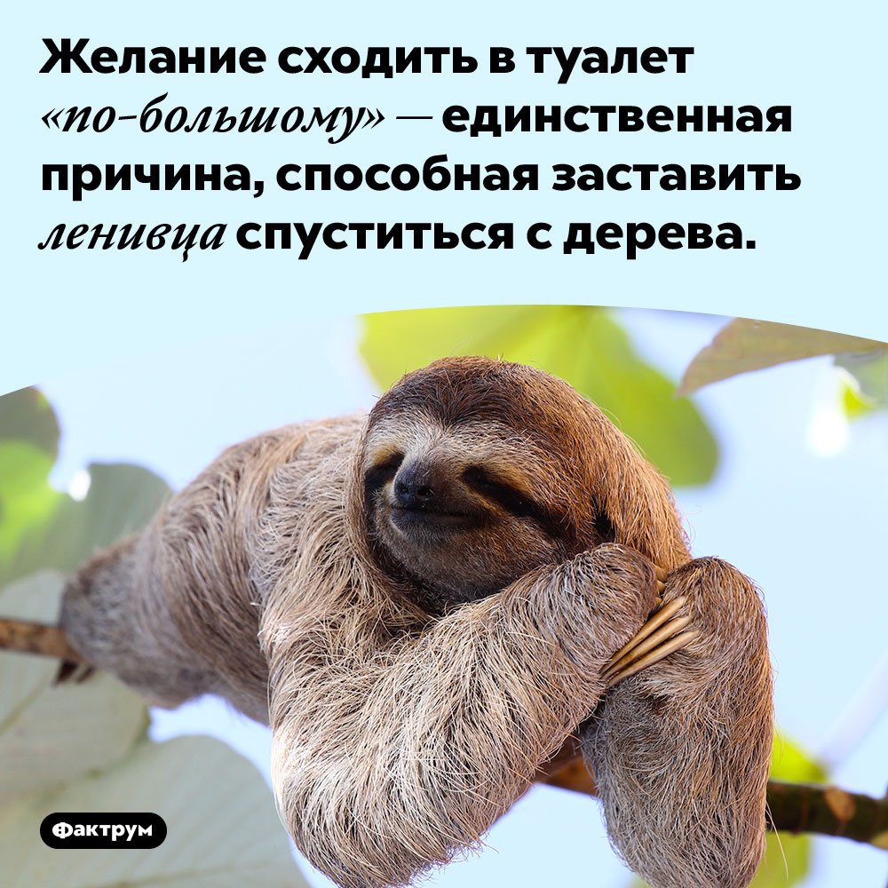 Новорожденные ленивцы