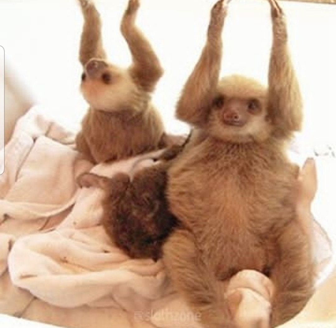 Ленивец улыбается