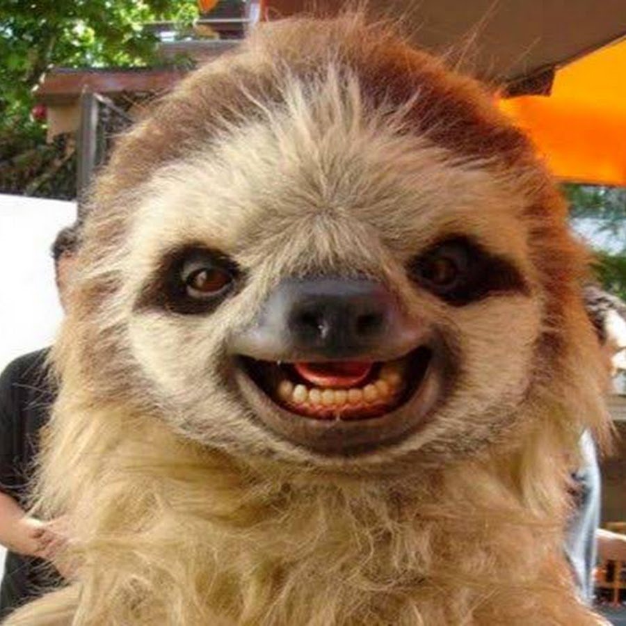 Ленивец зевает