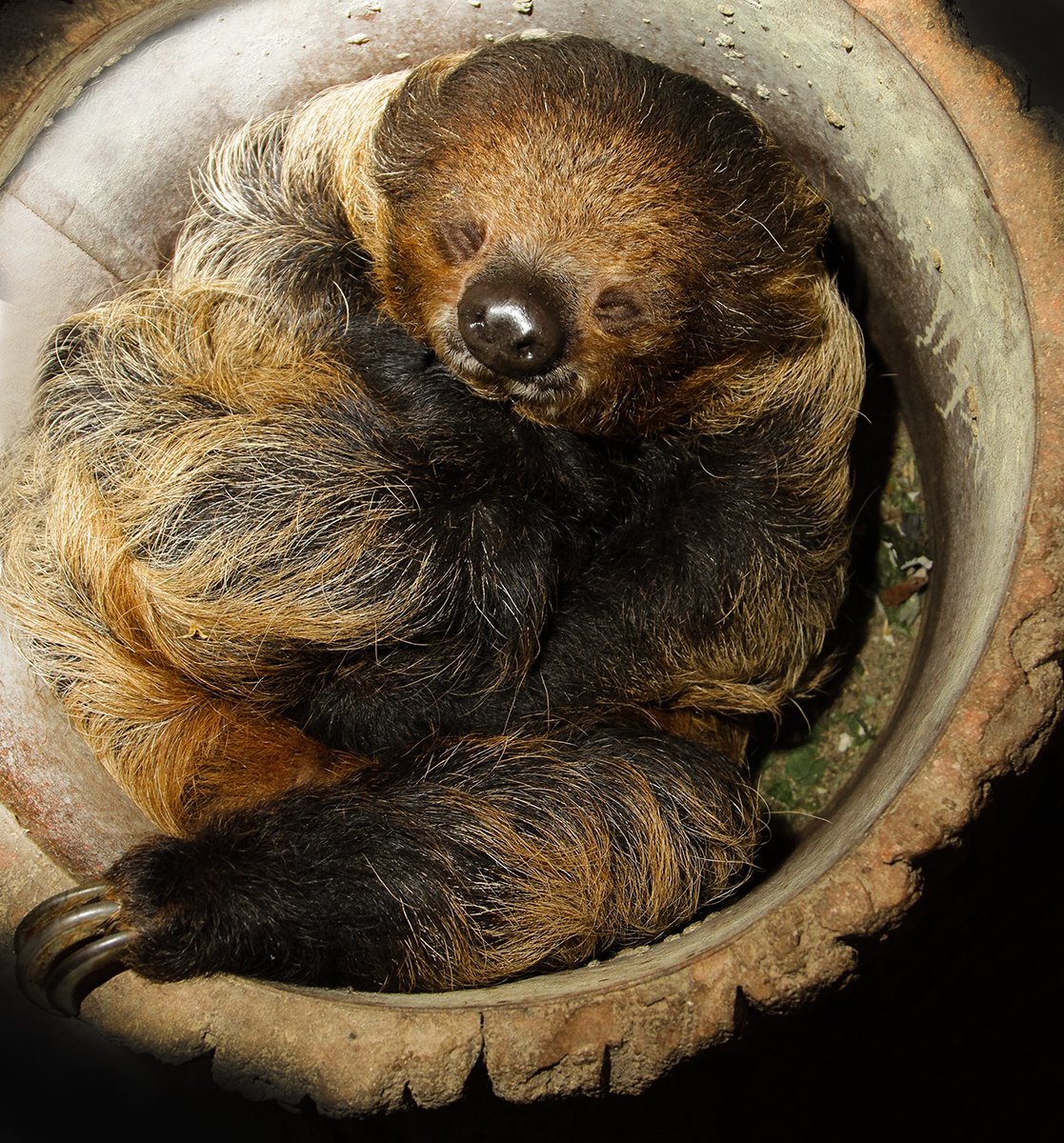 Ленивец Минимализм