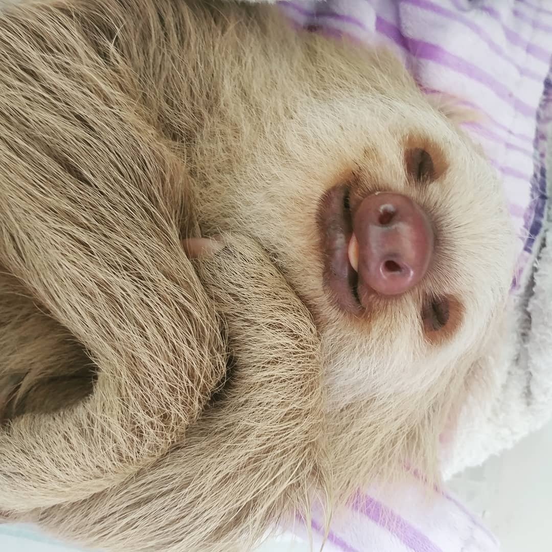 Ленивец четырехпалый