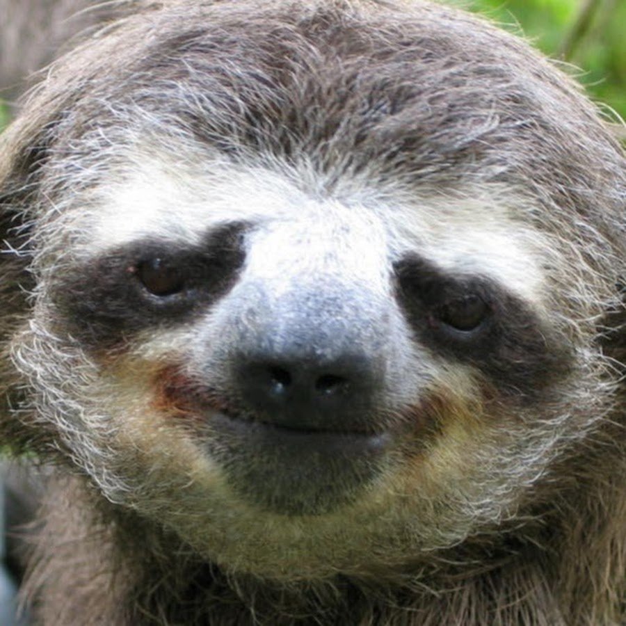 Карликовый Ленивец