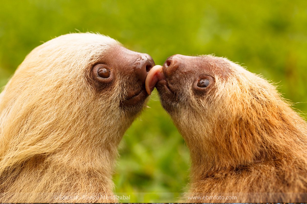 Систематика ленивца