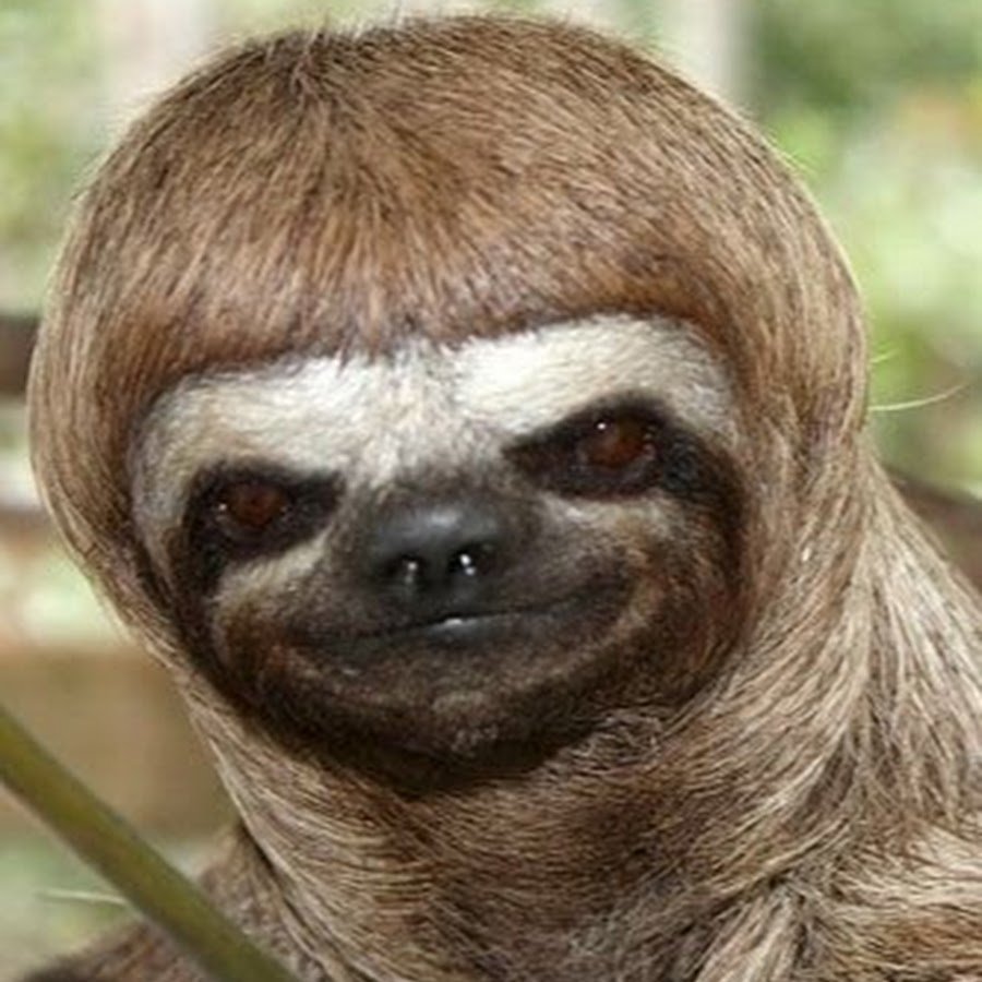 Ленивец в очках