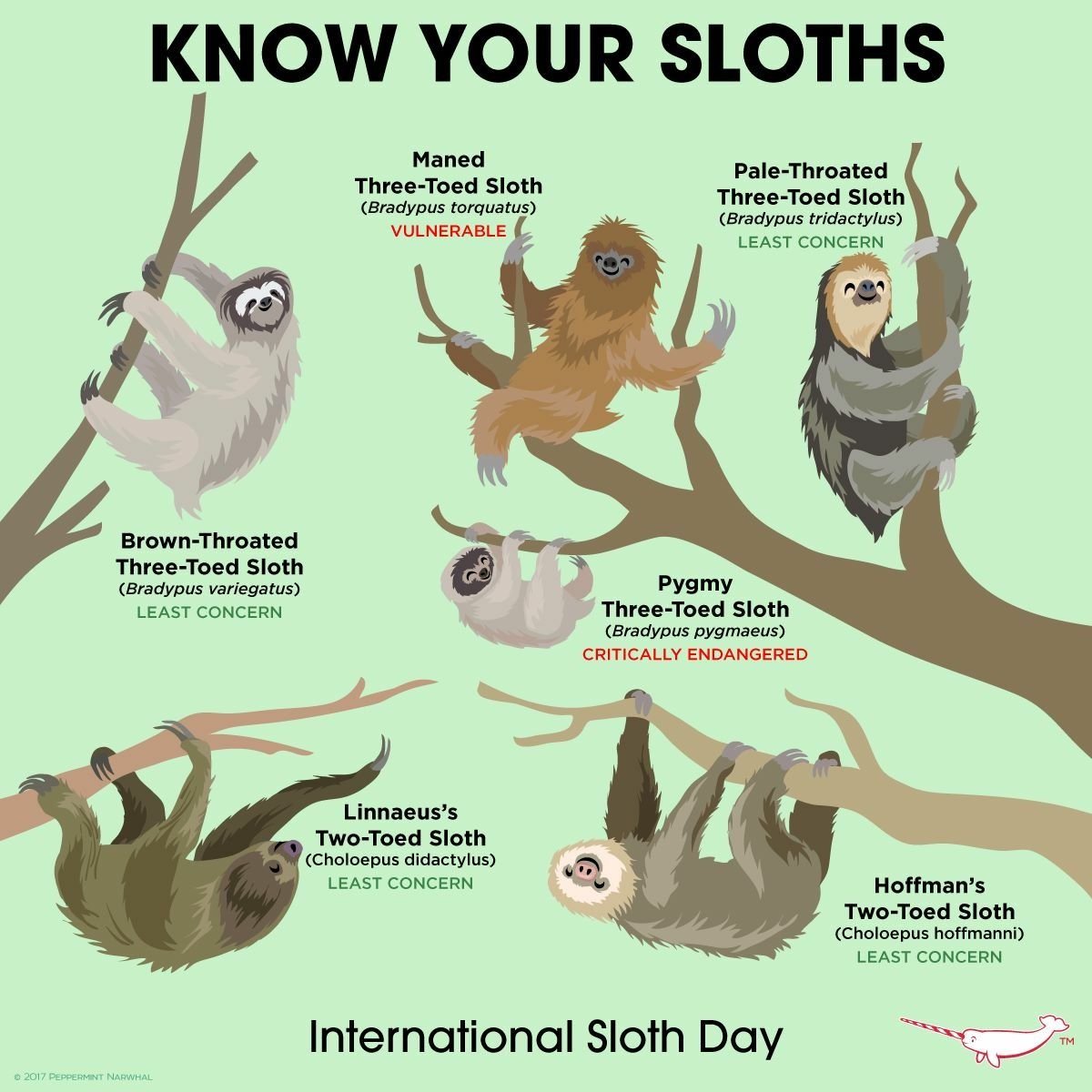 Ленивец малыш