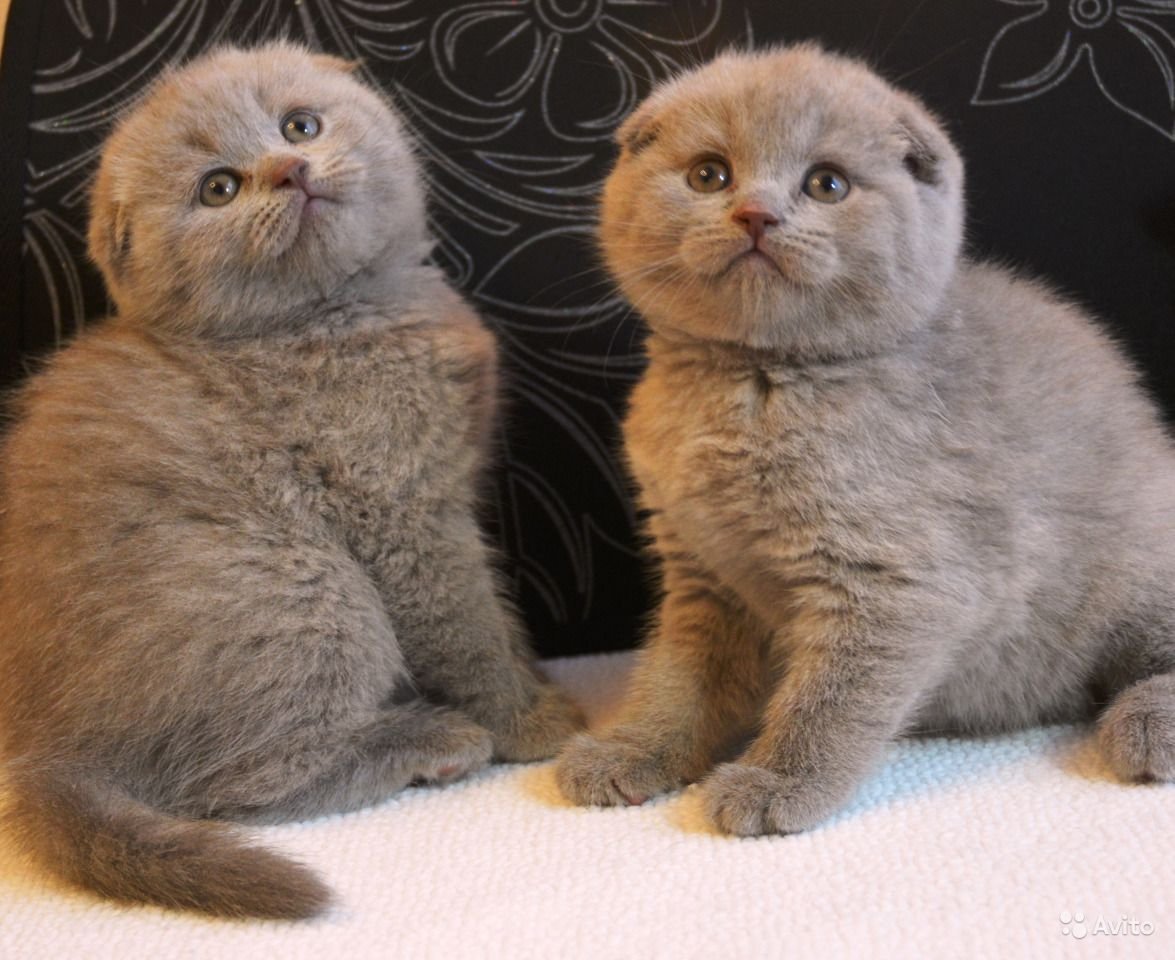Скоттиш фолд лиловый окрас