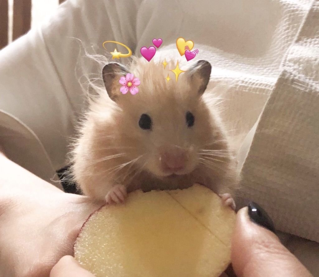 Хомяк Жорик