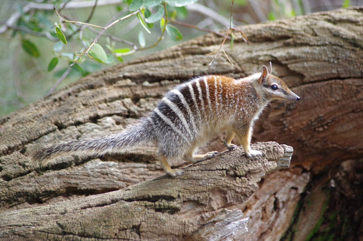 Енот полоскун субтропики