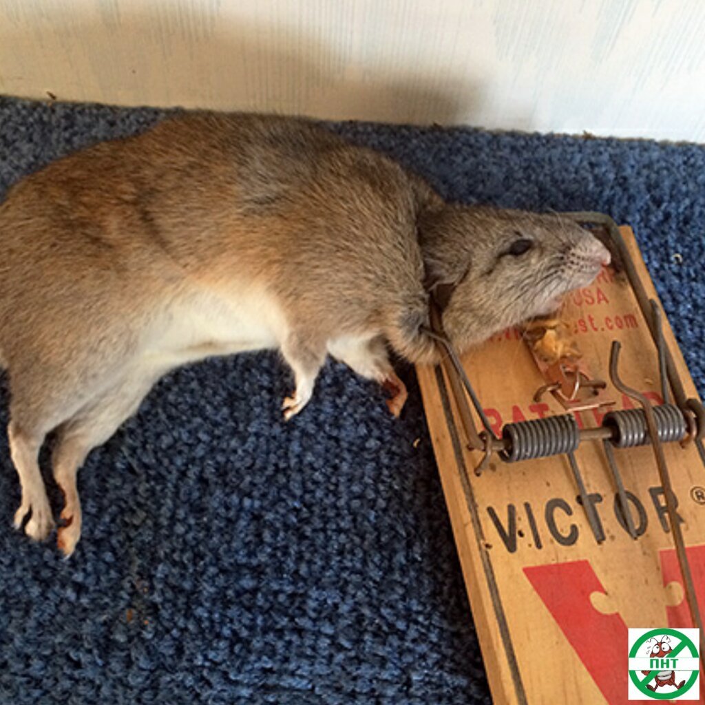 Стилизованный хомяк