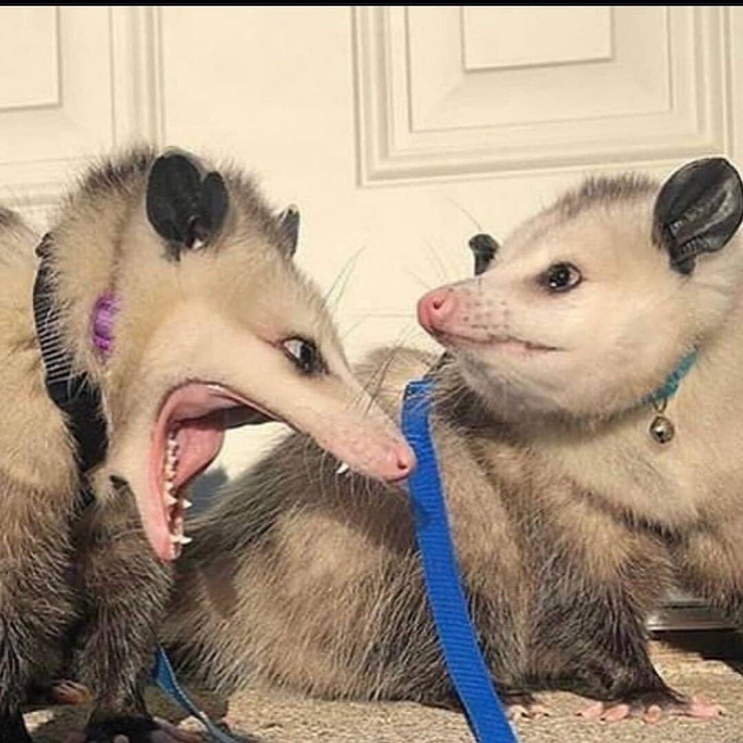 Систематика енота полоскуна