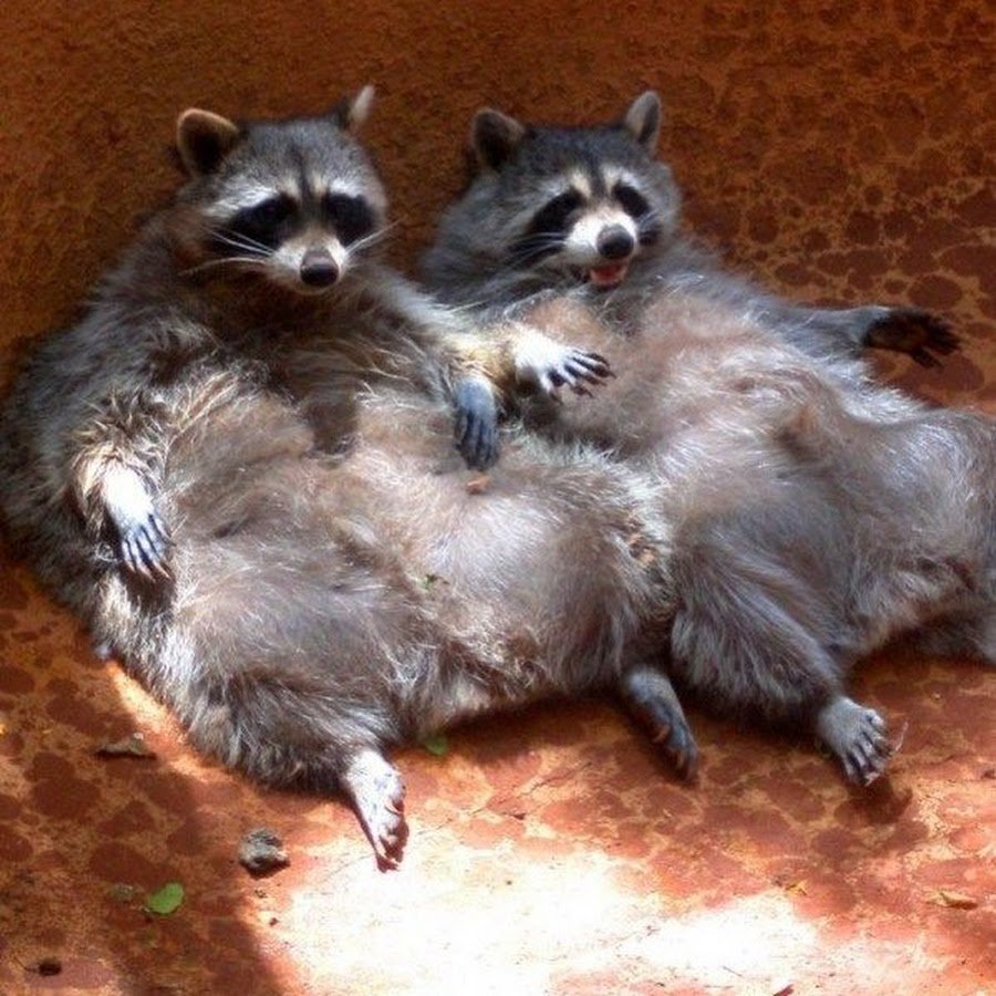 Доброе утро енот