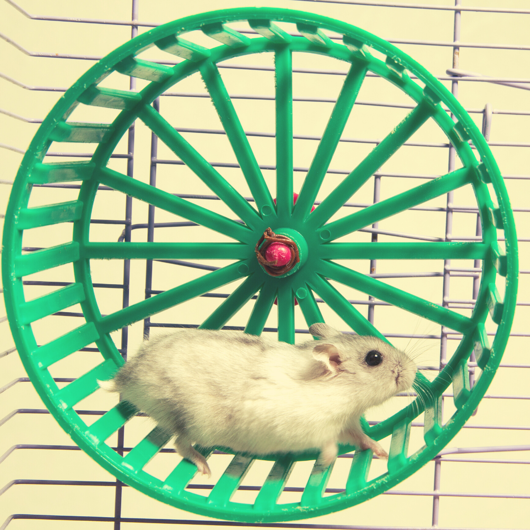 Колесо для хомяка
