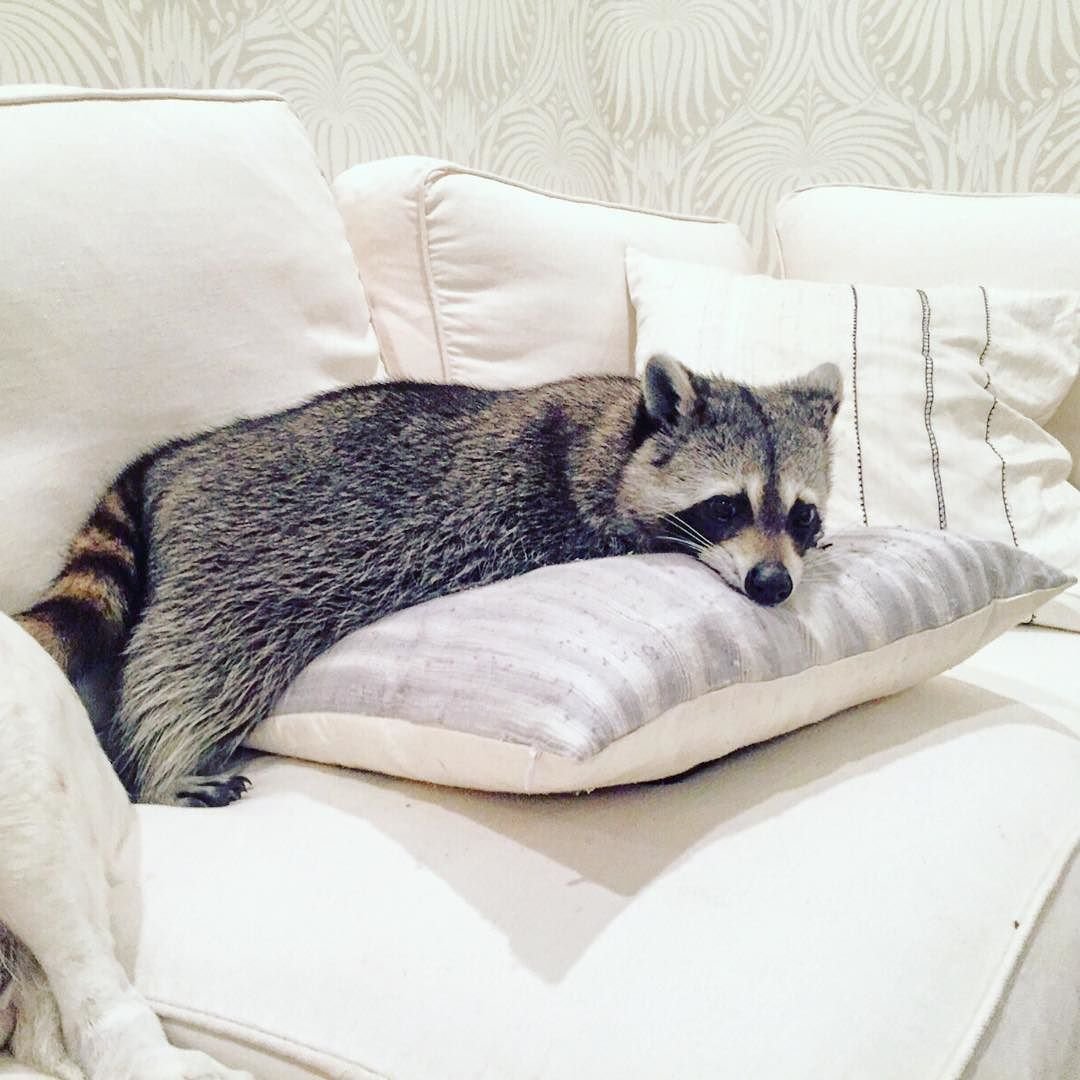 Квокка с детенышем