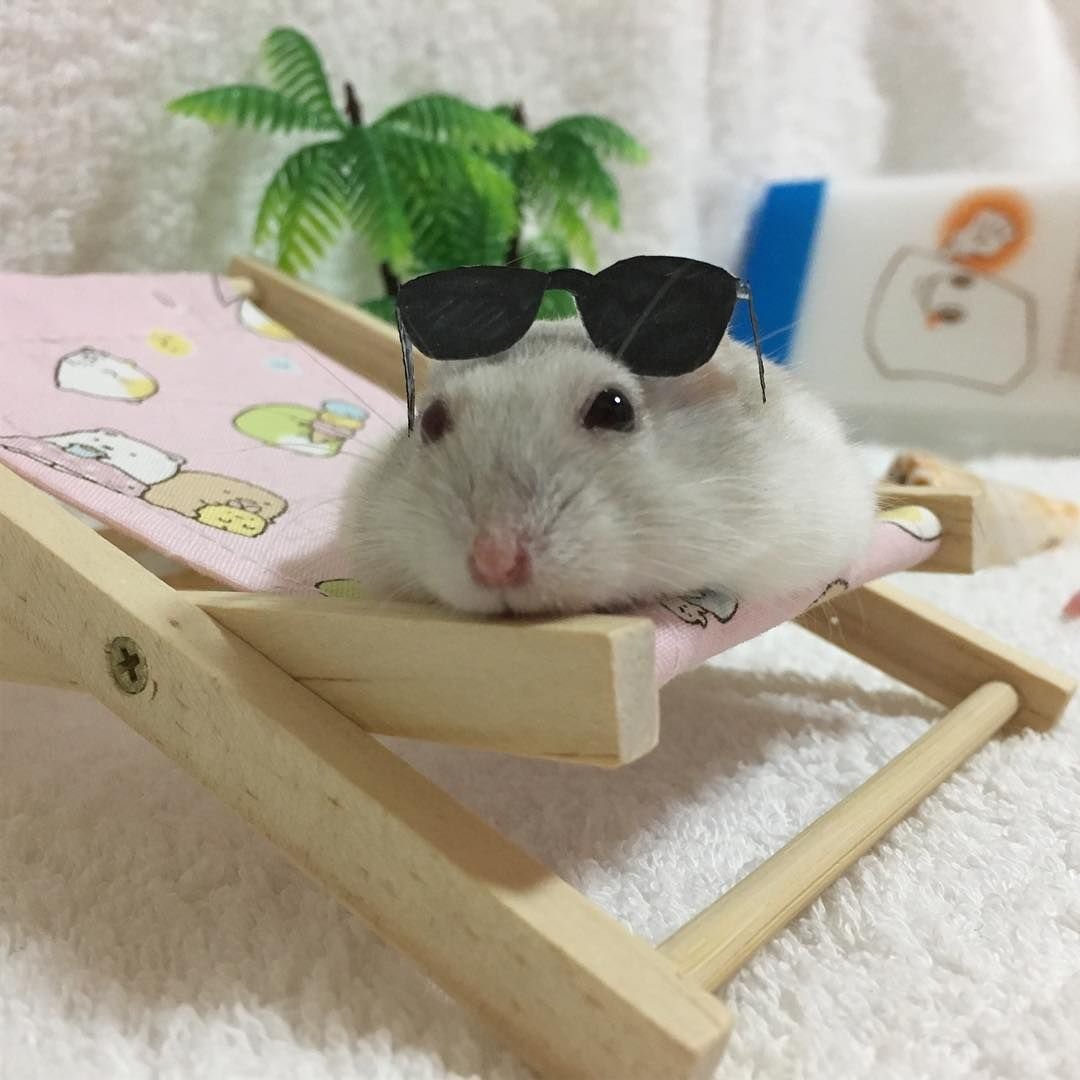 Эстетика хомяков