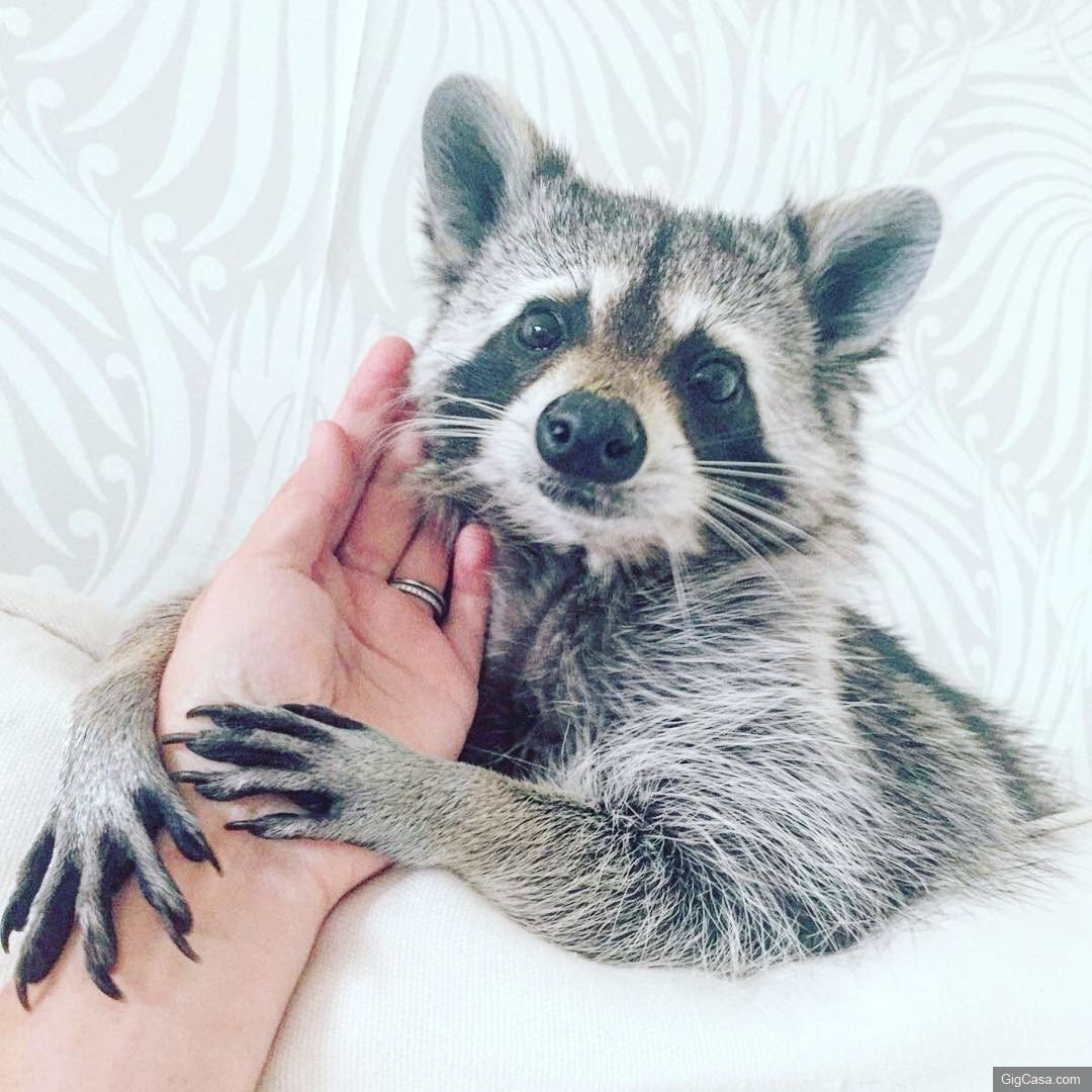 Белоухий опоссум