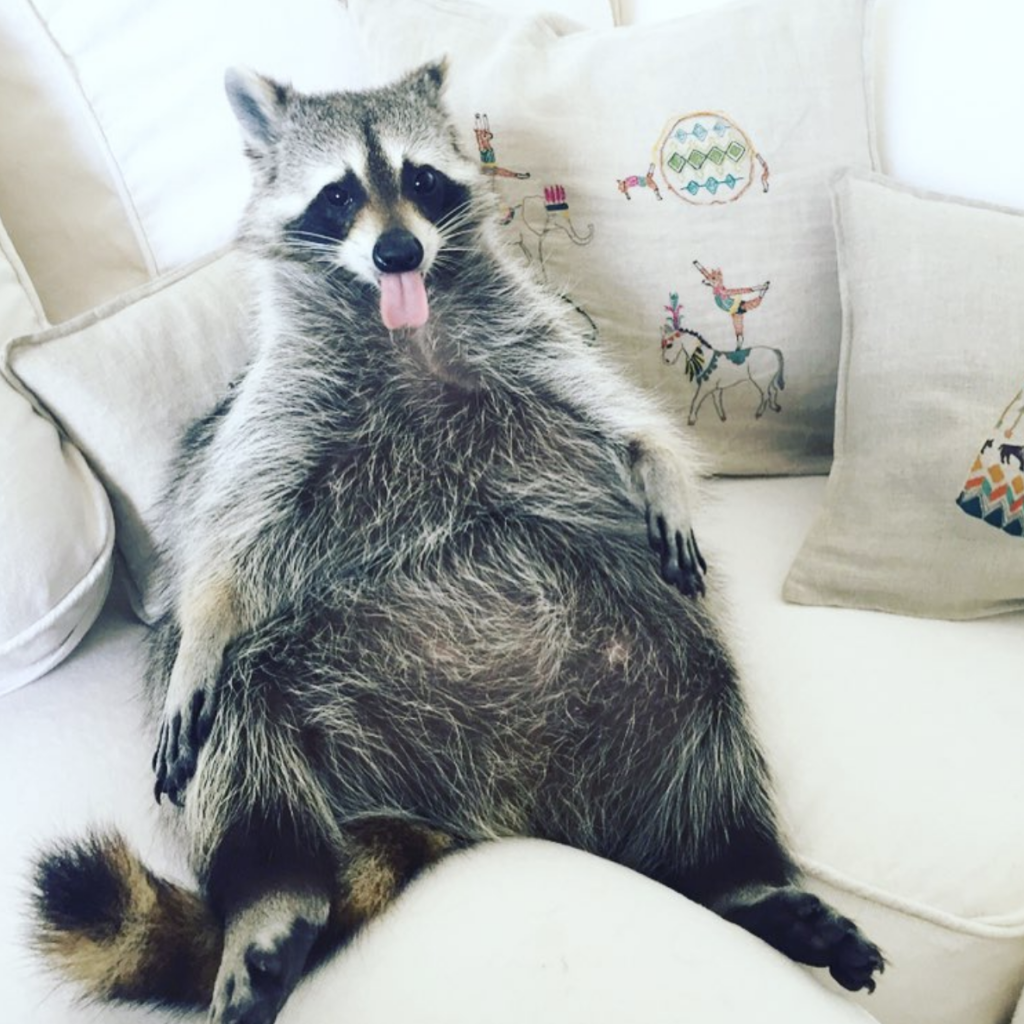 Западный намбат