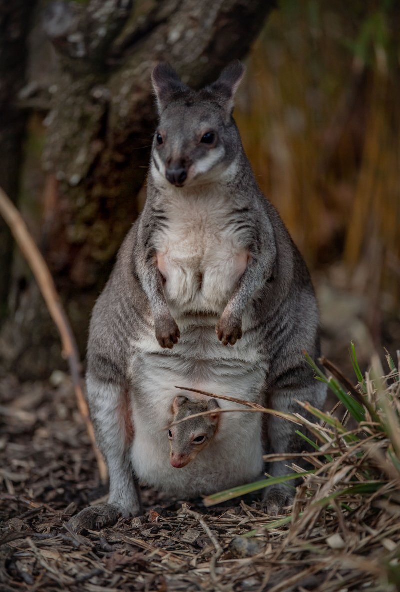 Зарисовки енота