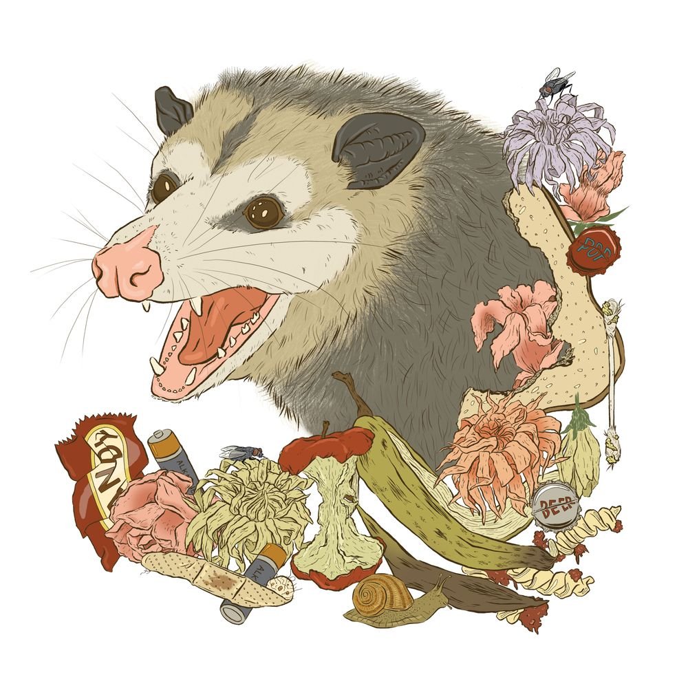 Полосатый опоссум