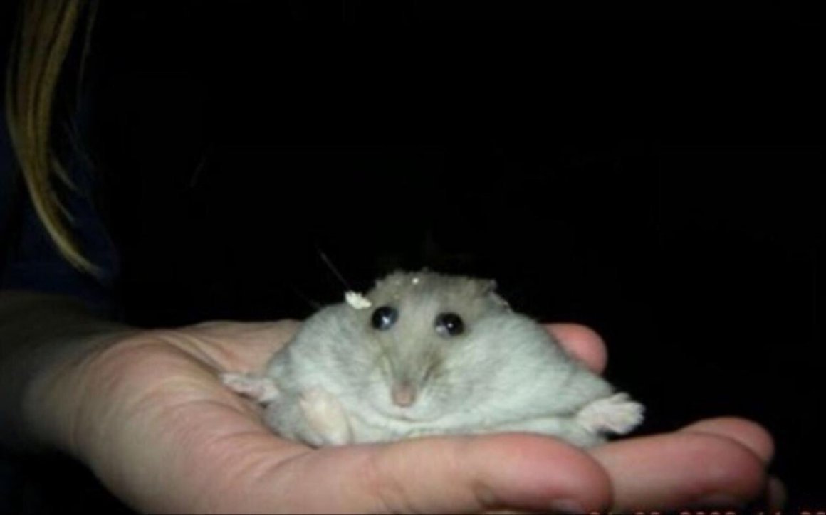 Гибрид крысы и хомяка