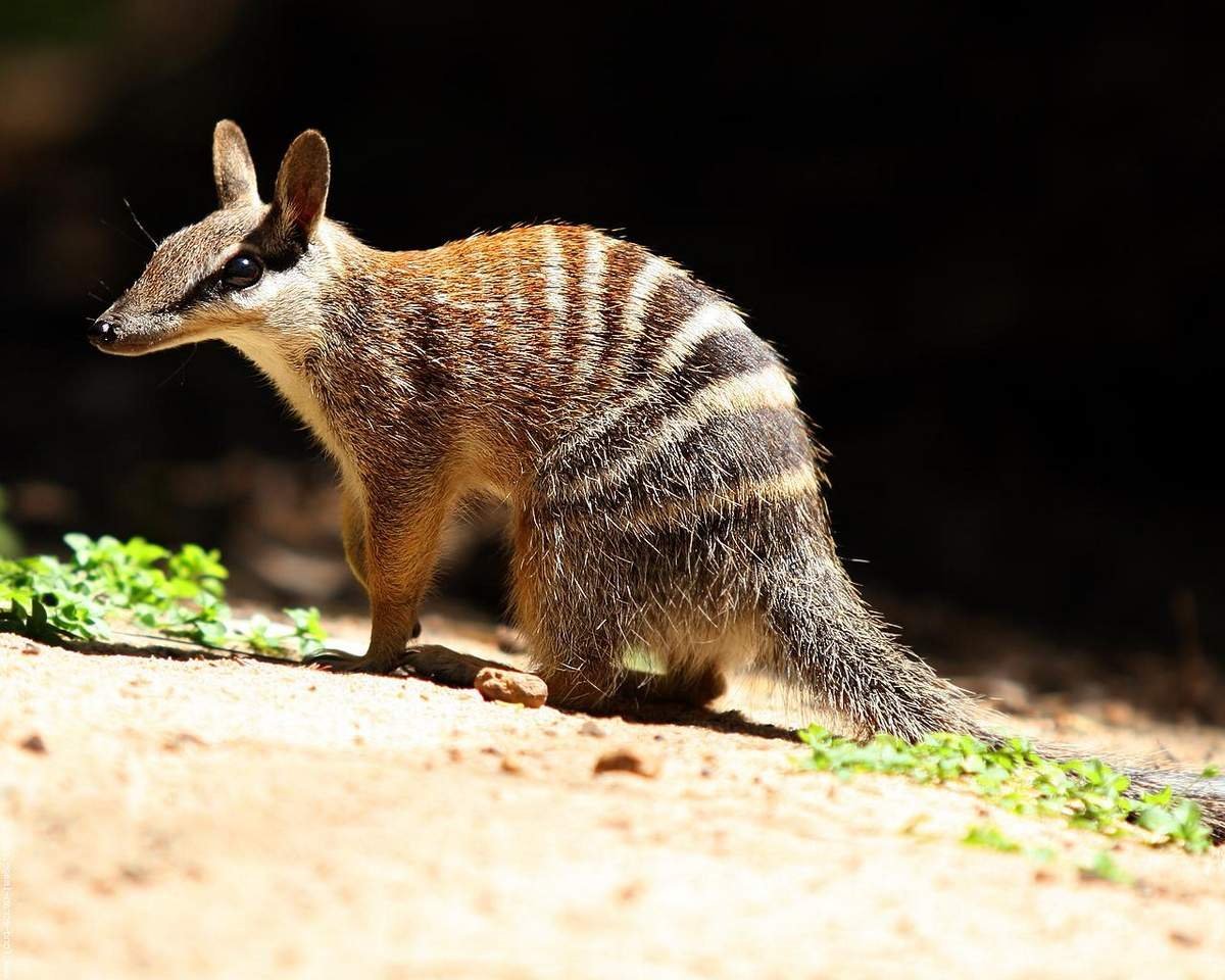 Сумчатая куница