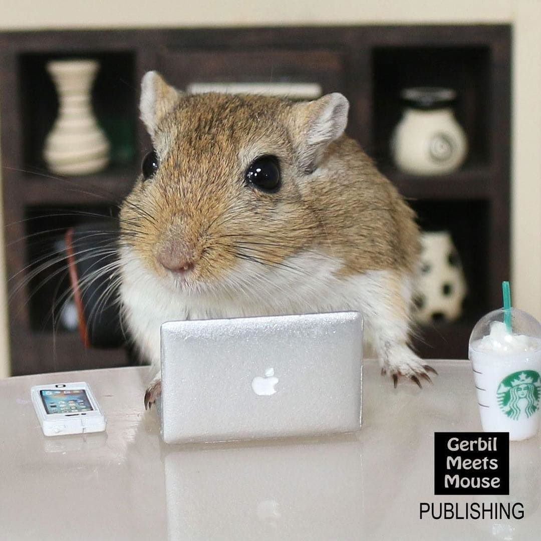 Смешные песчанки открытки