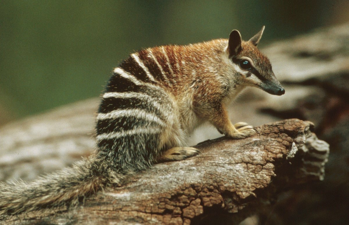 Сумчатый намбат