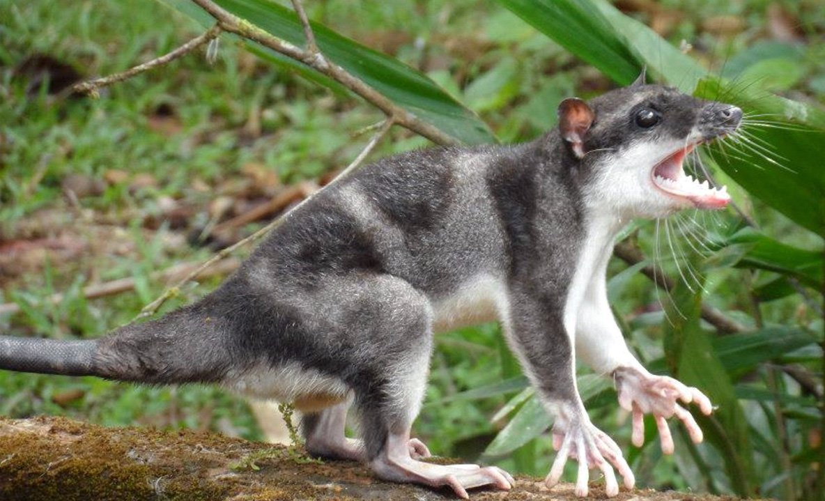 Полосатый зверек