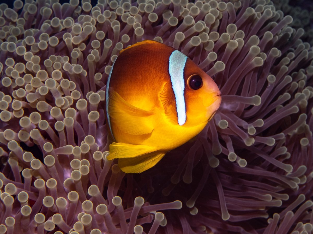 Spotted Snake eel на русском