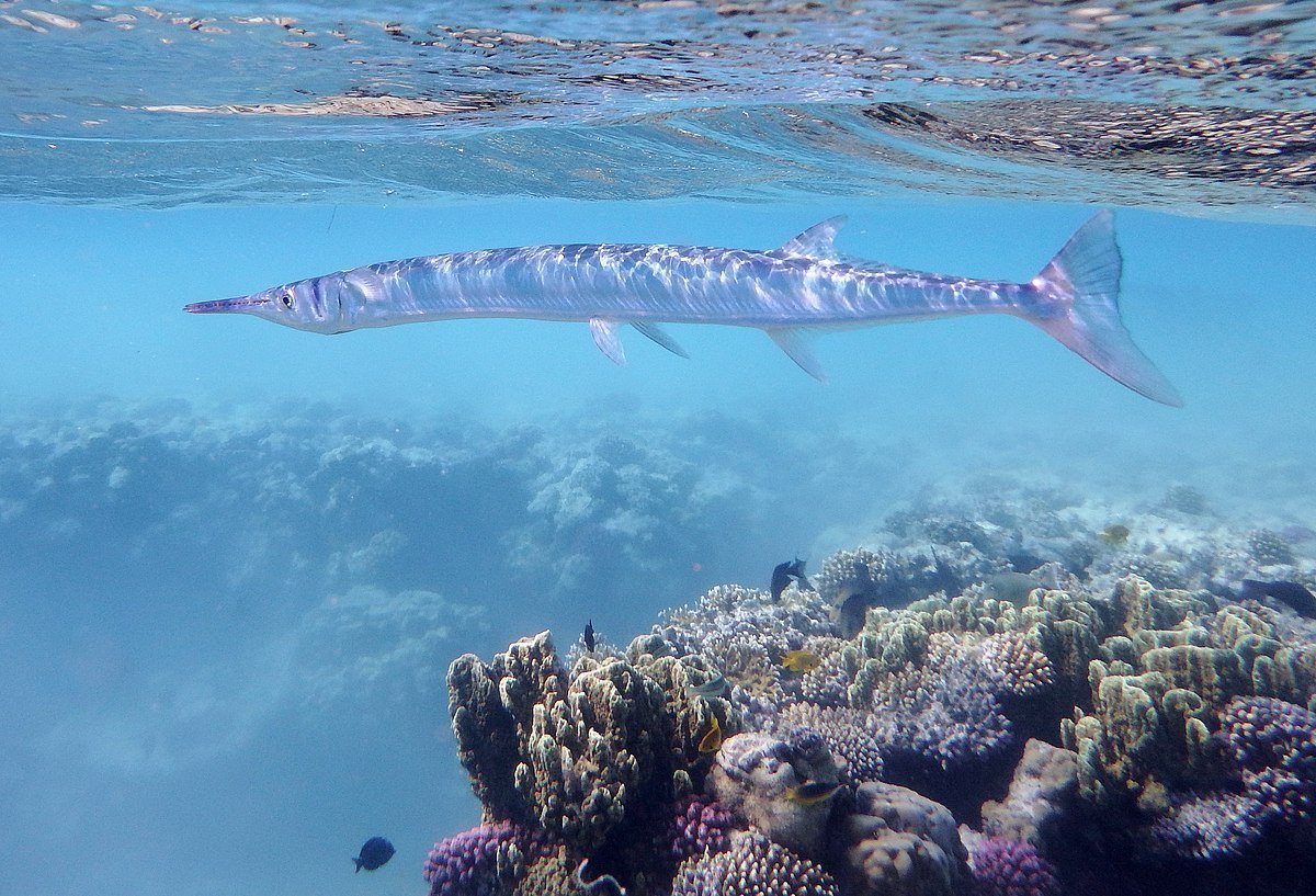 Коралловые рифовые рыбы