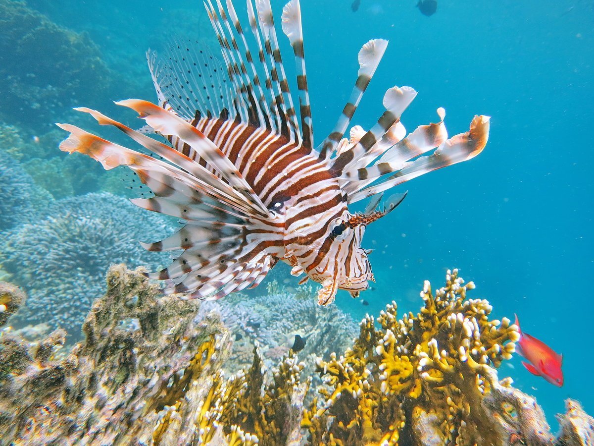 Рыба с длинными плавниками