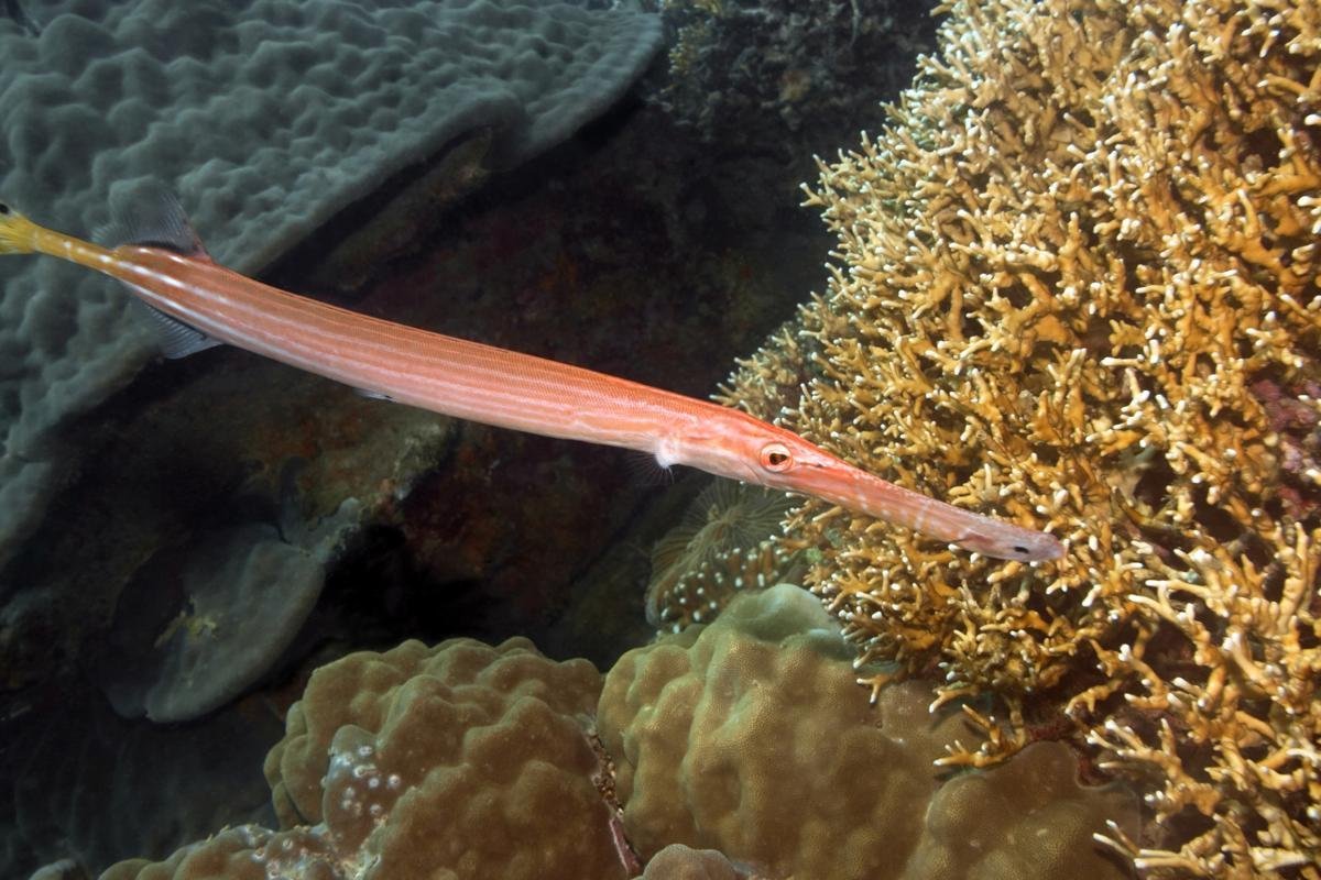 Флейторыл рыба