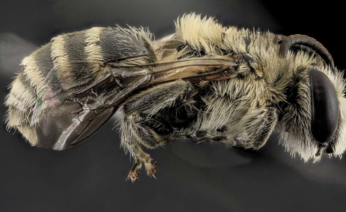 Дохлая муха