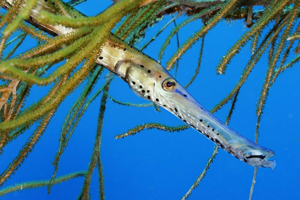 Аротрон черноточечный