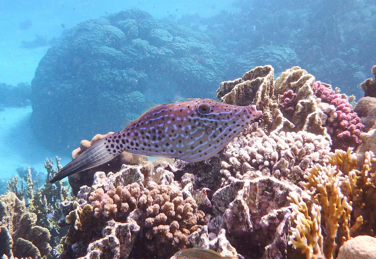 Скат электрический слепой