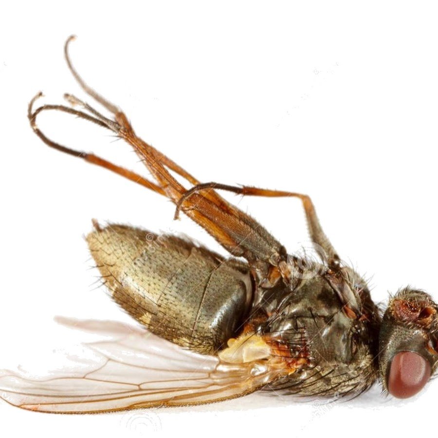 Муха ЦЕЦЕ нарисовать