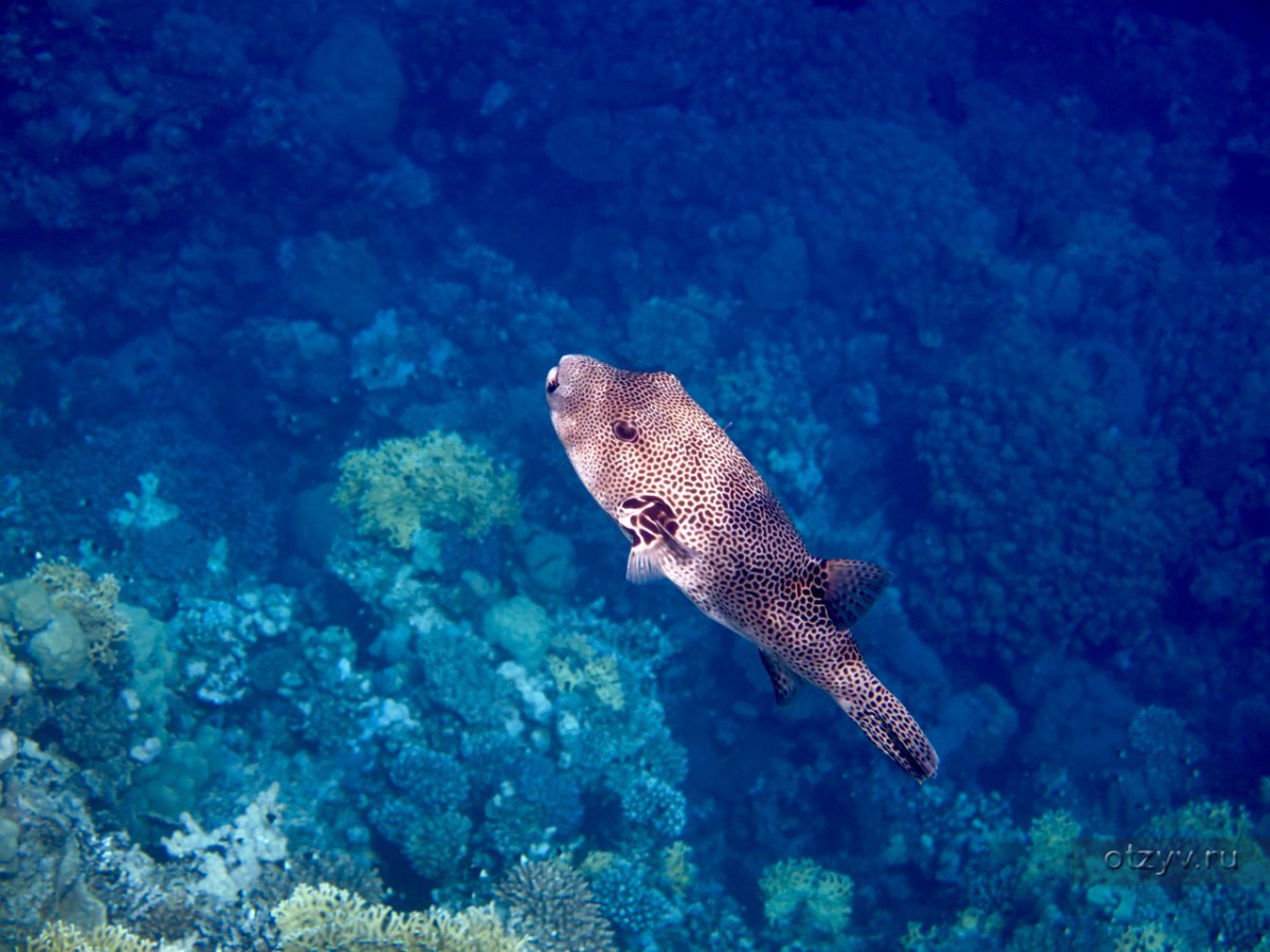 Рыба флейта Средиземное море