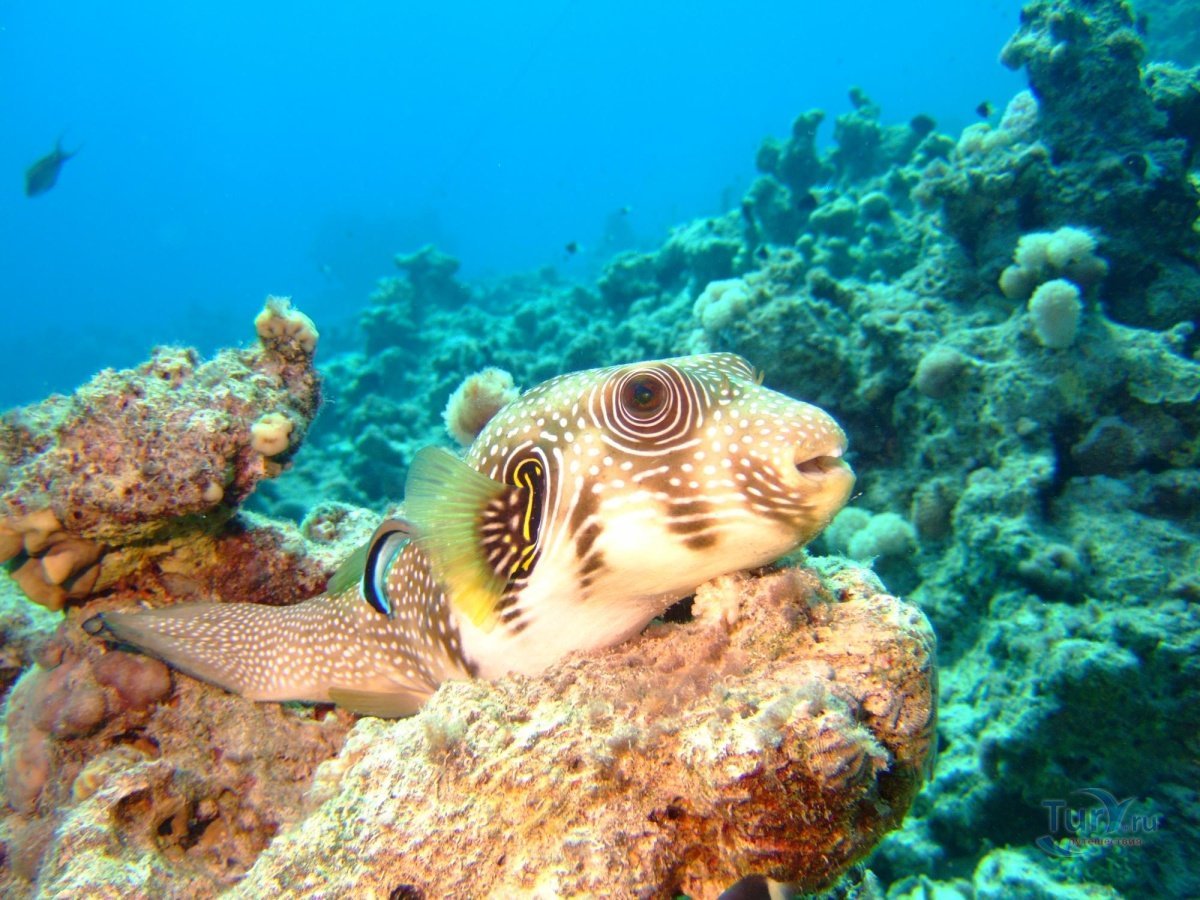 Иглобрюхие фугу