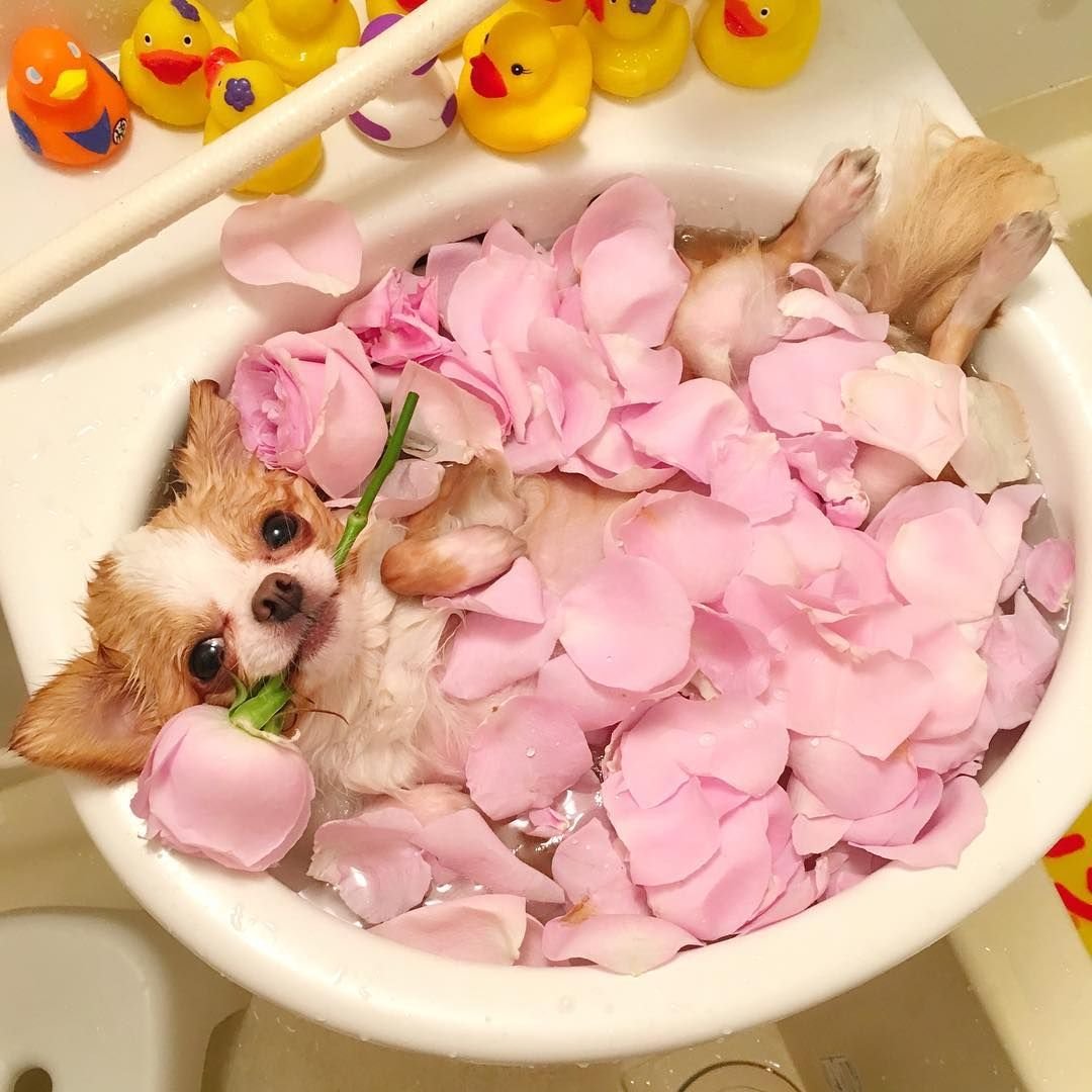 Кот на пляже