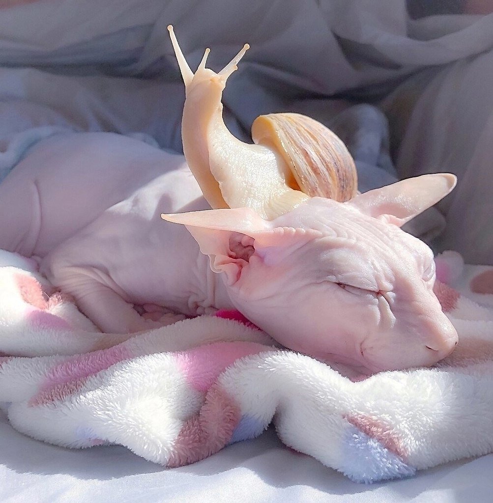 Собака в джакузи