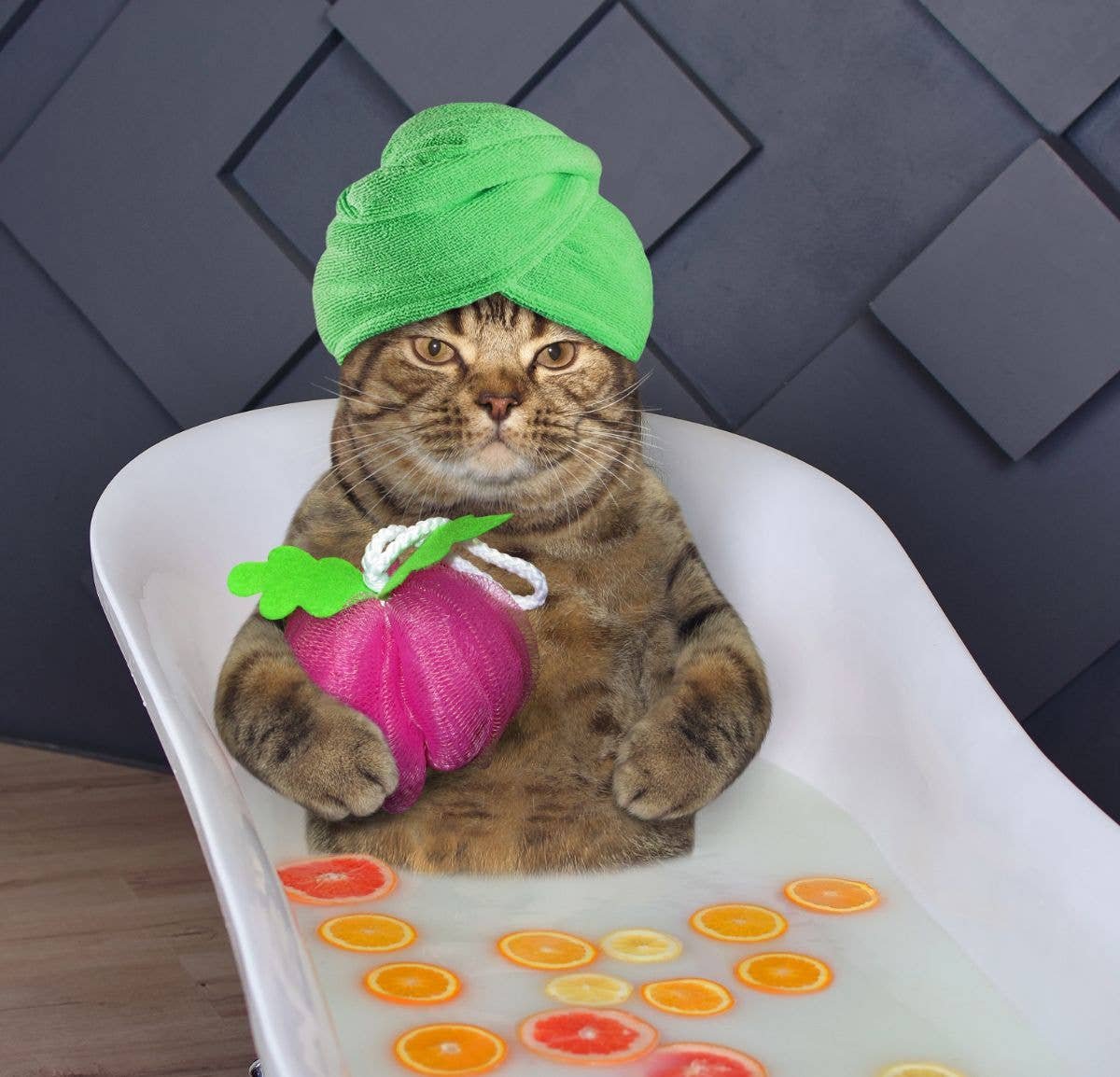 Собака спа процедуры