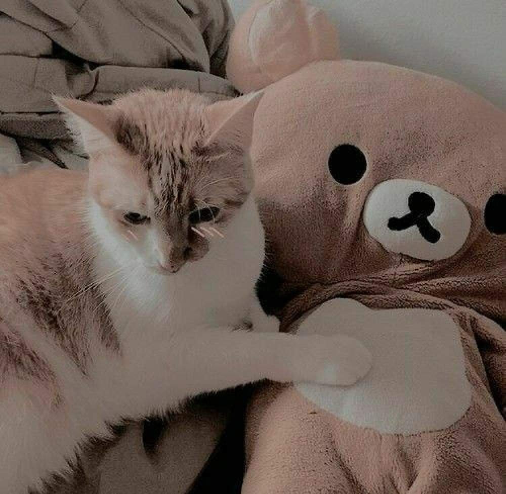 Стилизованные коты