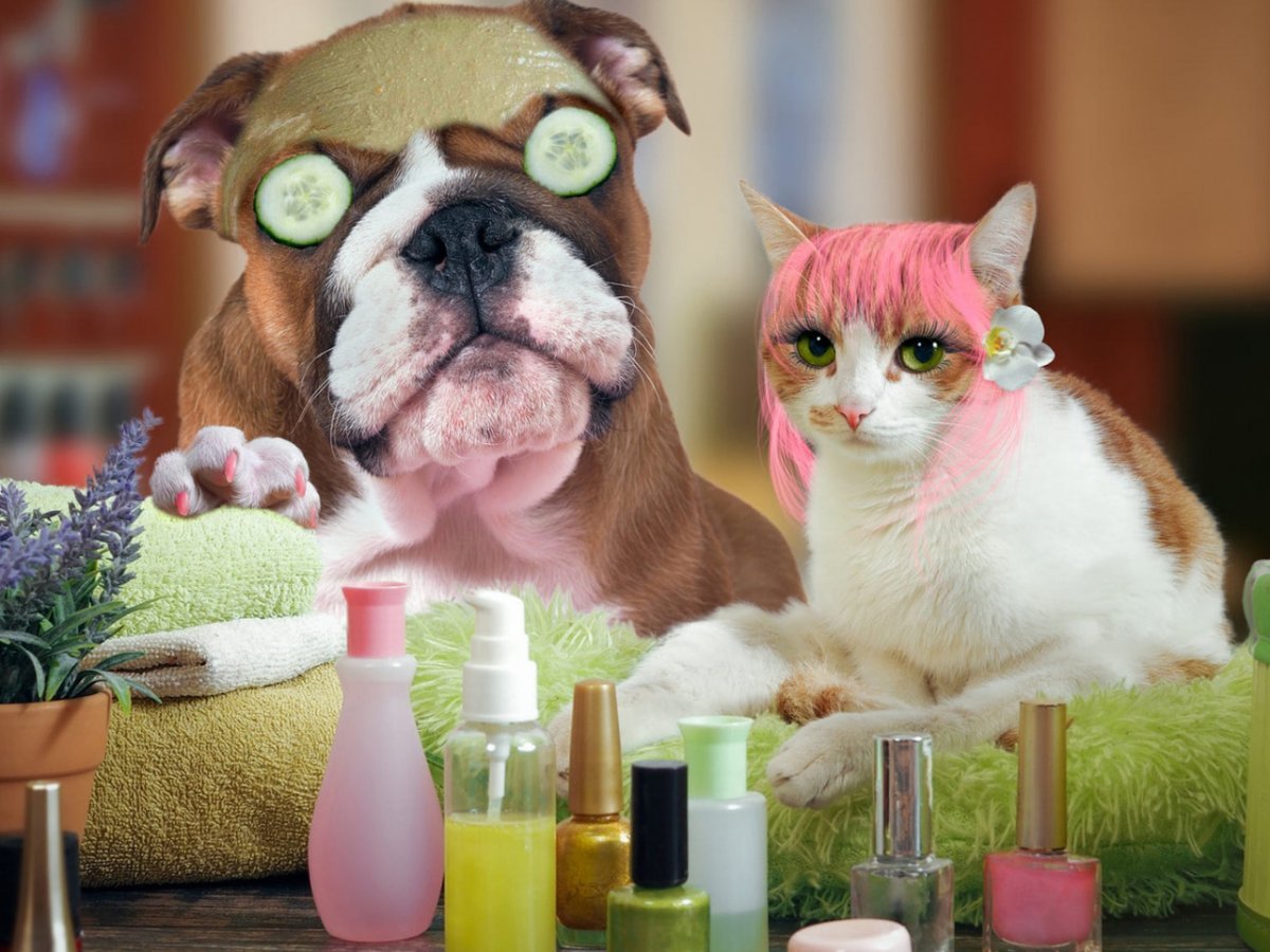 Фотосессия с котом