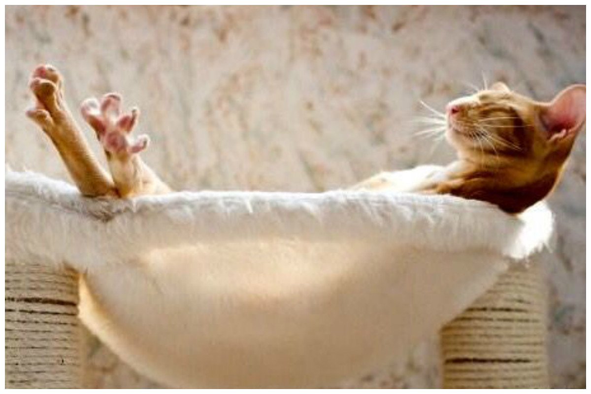 Расслабился прикол