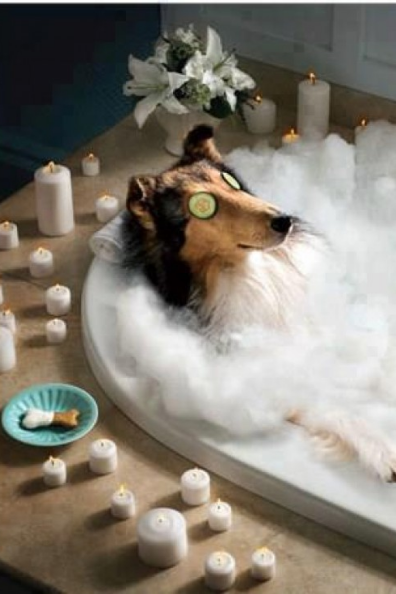 Массаж животных