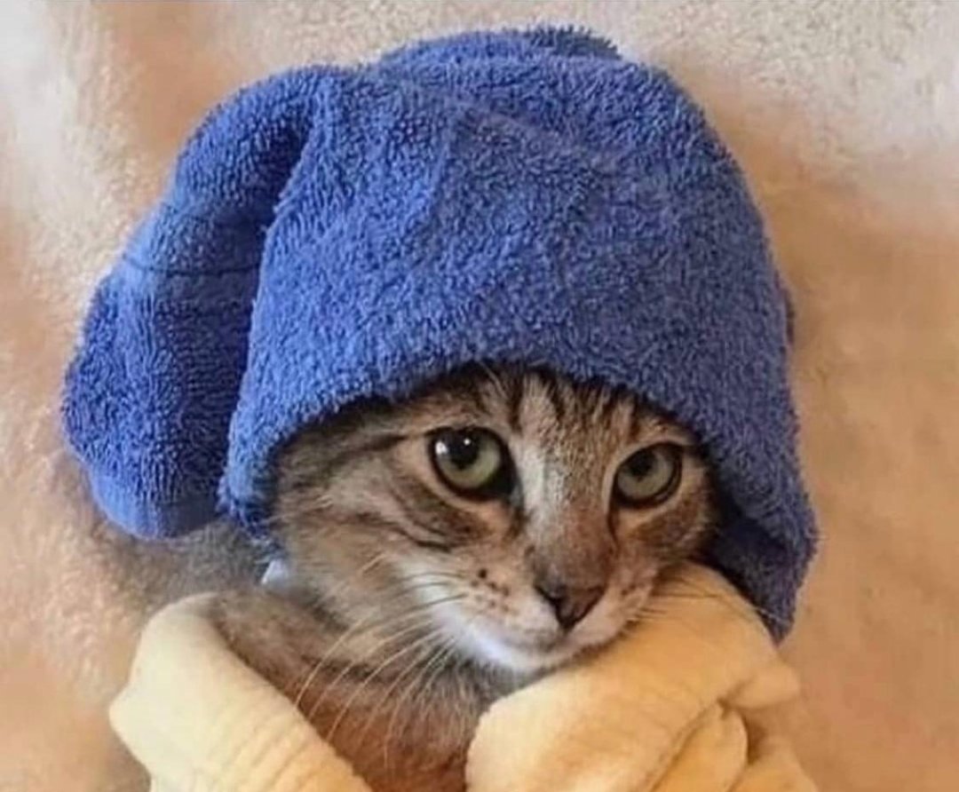 Спа для животных