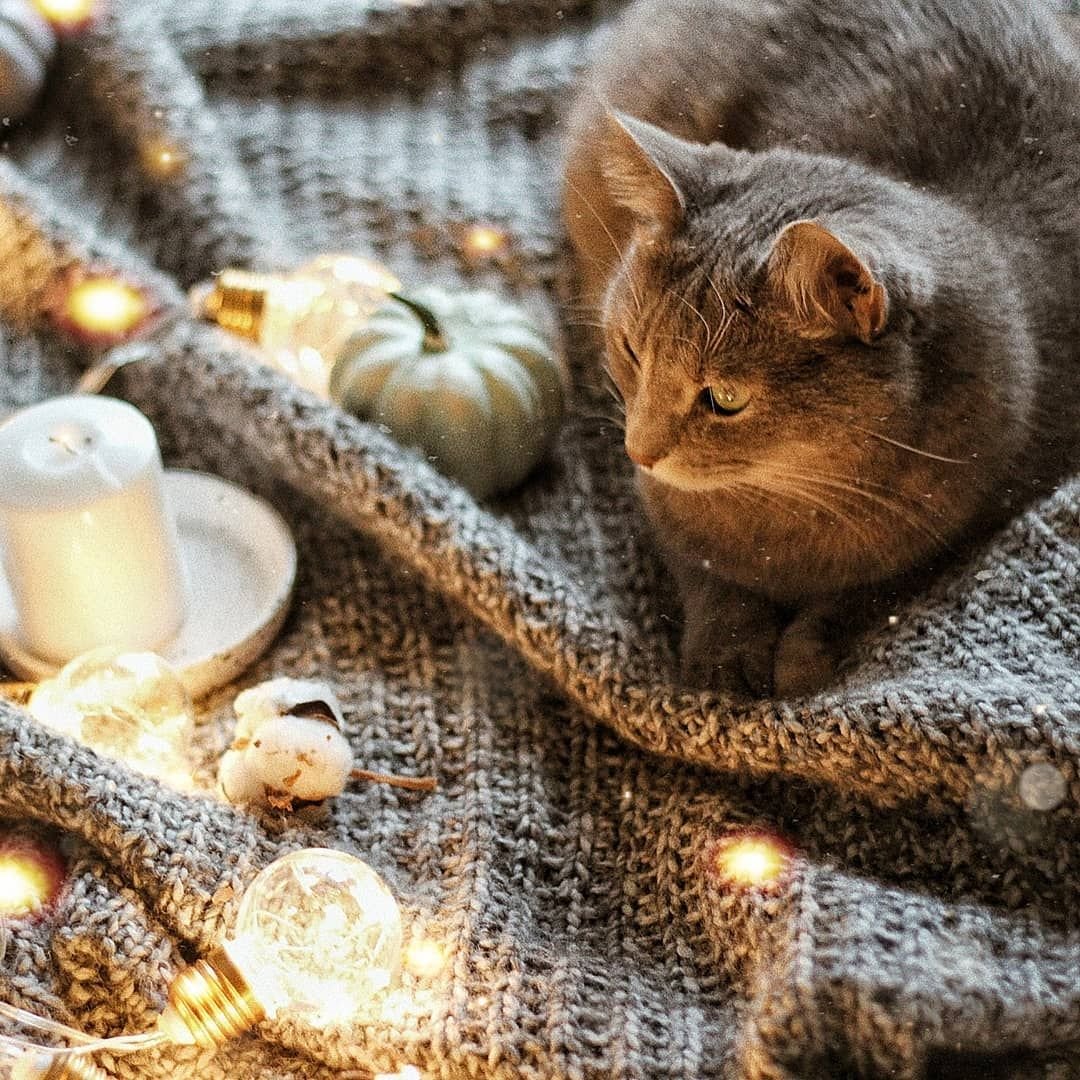 Кот в лаванде