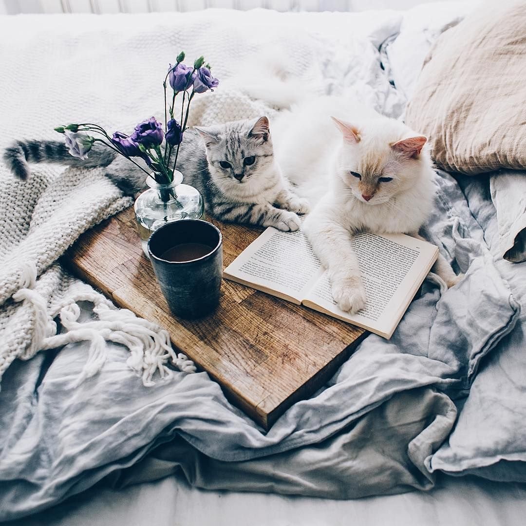 Картинки на рабочий стол котики