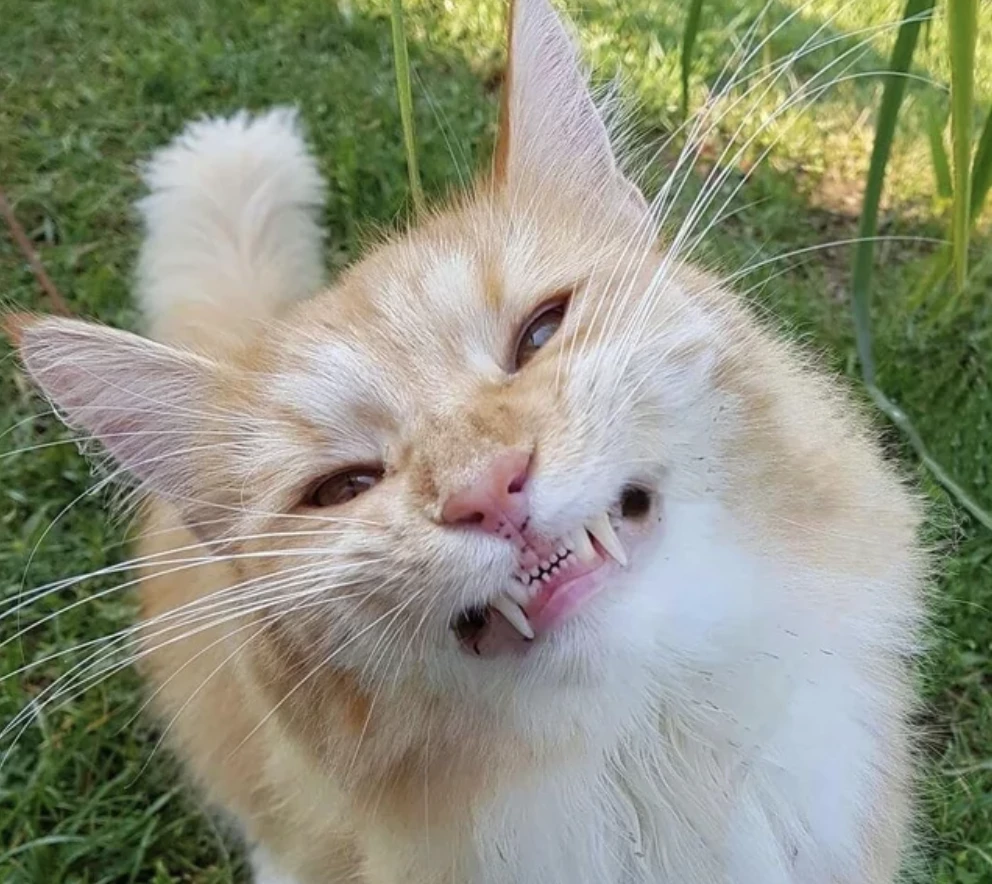 Свирепая кошка