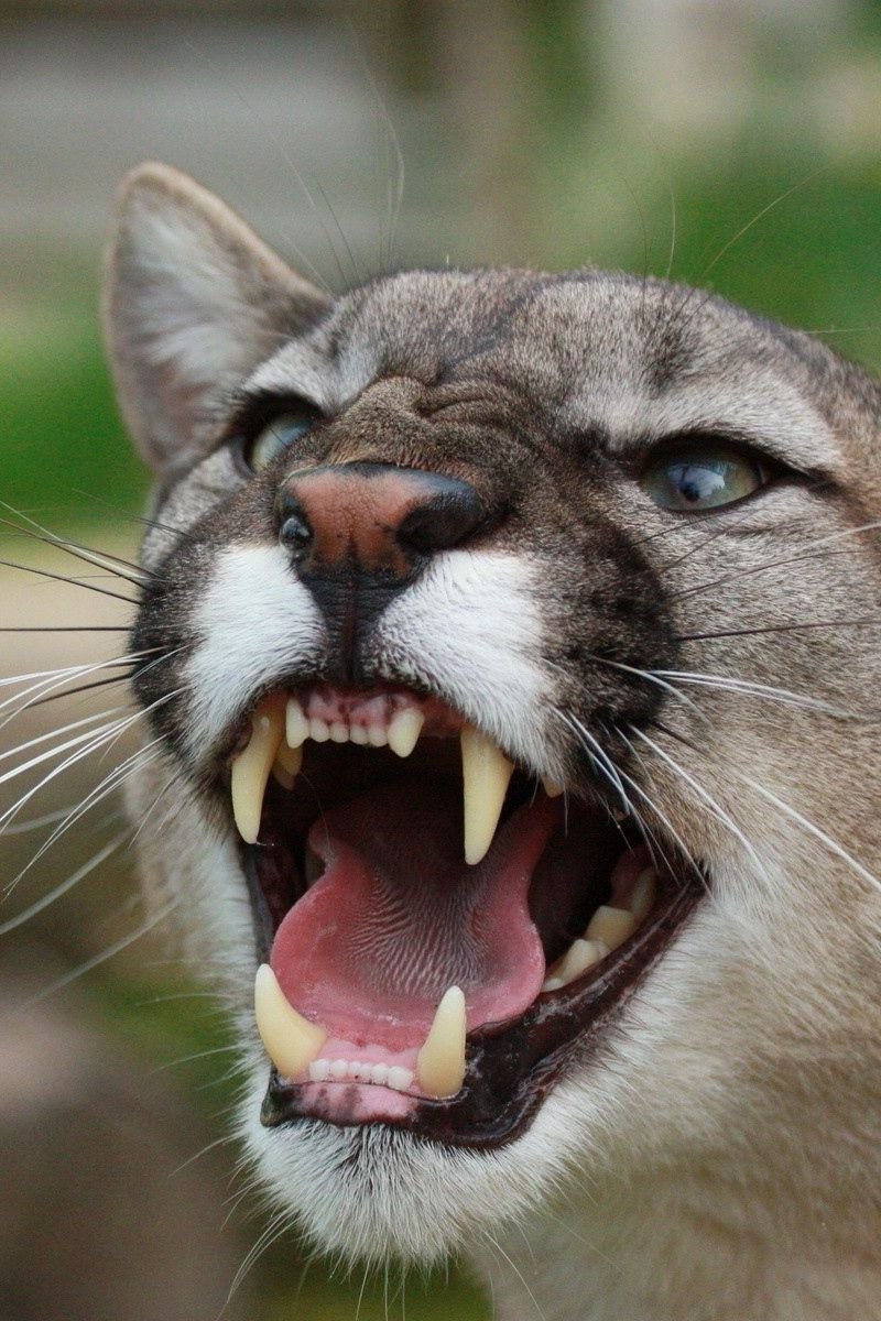 Оскал кошки